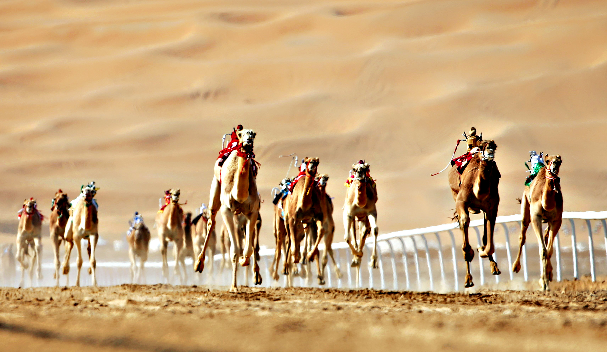 Camel Racing In The United Arab Emirates A Sport Of Culture Tipntrips