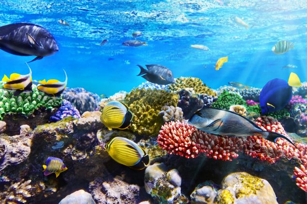 Top snorkeling destinations from around the world - tipntrips