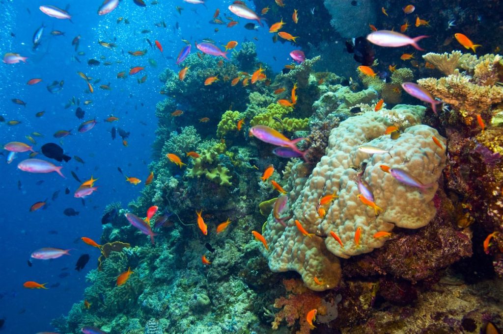 The Great Barrier Reef, the beauty seen from space - tipntrips